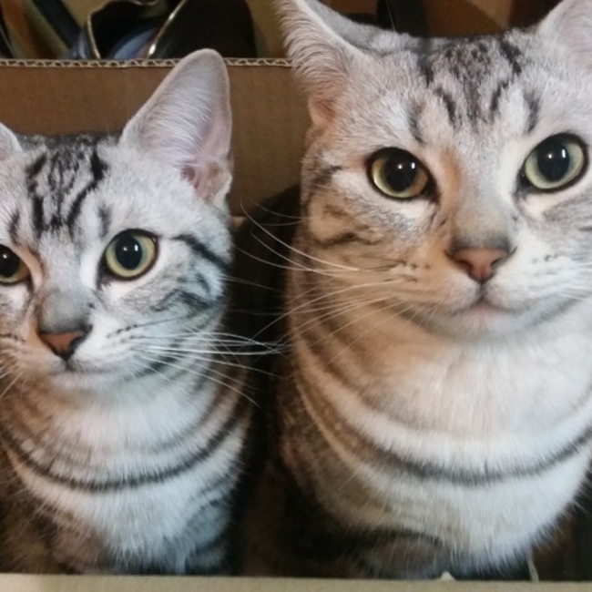 タイエミのカバー写真