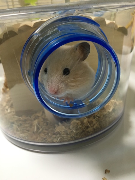 キンクマハムスター メス ４ヶ月 サムネイル1