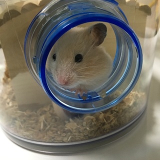 キンクマハムスター メス ４ヶ月