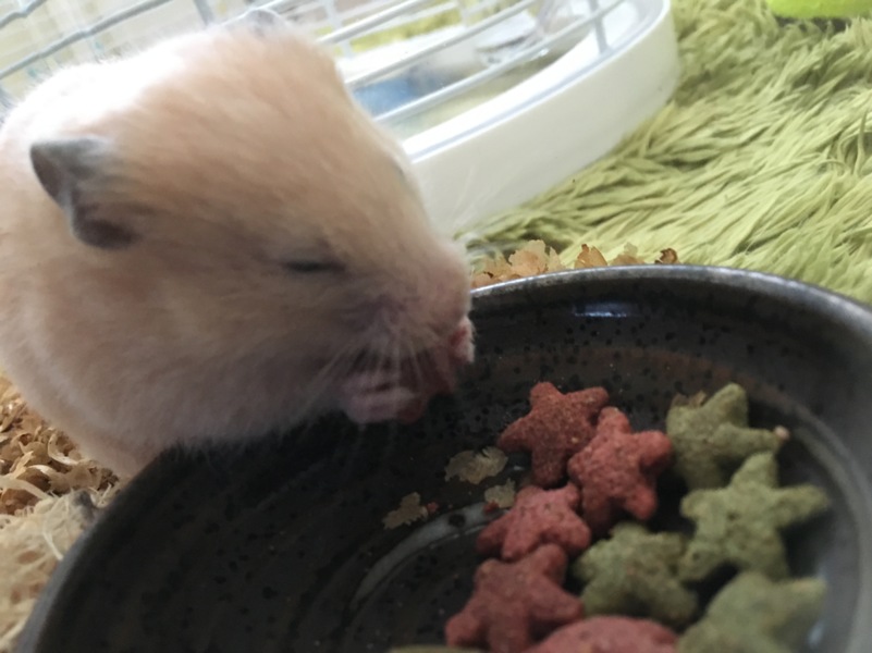 キンクマハムスター メス ４ヶ月 サムネイル2