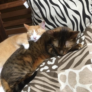 2匹一緒に飼って頂ける方