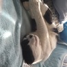 猫みやび