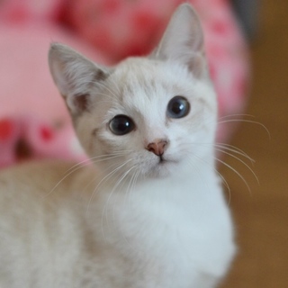 シャムミックス美人【來桜】