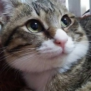 一時停止　もこちゃん　去勢手術済