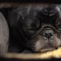 黒パグお譲り致します。