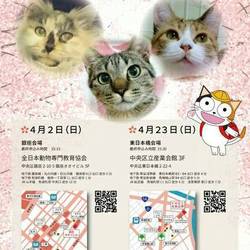 ねこざんまい譲渡会in銀座