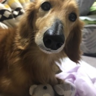 四国のH様に迎えて頂きナル君となりました