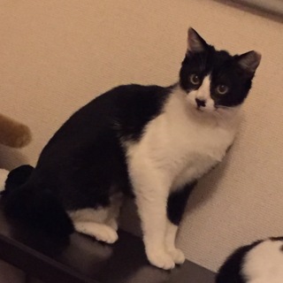 尻尾が特徴的な女の子！