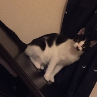 ちょこまか男の子！(トライアル決定につき募集終了)