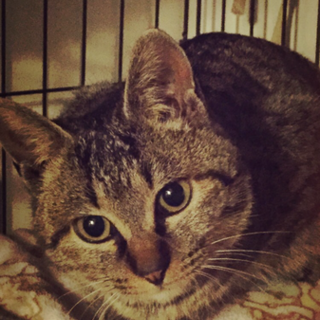 キジトラ♀女の子