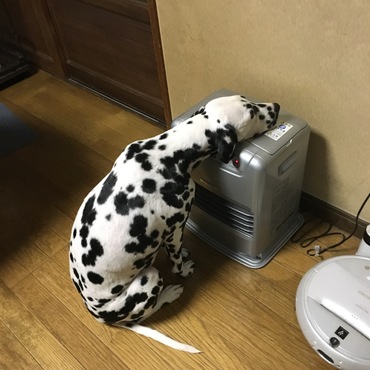 雪遊びが大好きなクセに、家ではストーブのお守り専門です。