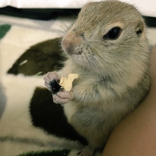 【交渉中】ジリスの女の子