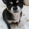 人なつこいチワワです！譲渡してくれる方募集中！