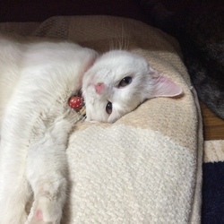 まるちゃんとぶんちゃんのお話