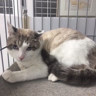 ありがとうございます。里親さん決まりました。