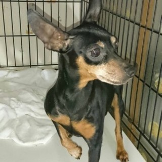 Mピンシャーのリブちゃん