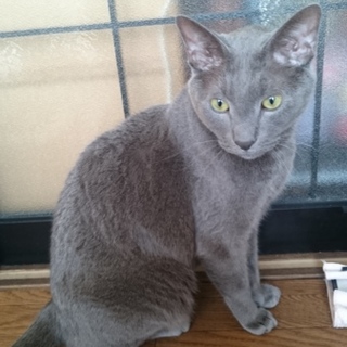 甘えん坊のロシアンブルー