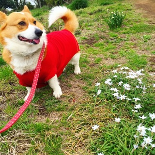 元気いっぱいで甘えん坊のコーギー女の子です