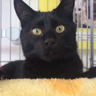 黒猫まもるくん