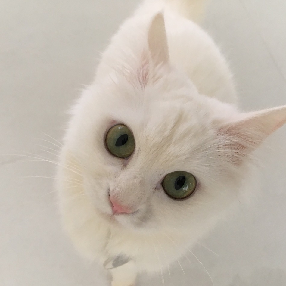 ミルクのカバー写真