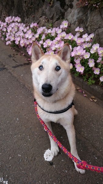 ホープ 目が見えないけれ 東京都 犬の里親募集 337 ペットのおうち 月間利用者150万人