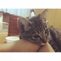数ヶ月〜1年程度の一時預かりの里親さんを探してます