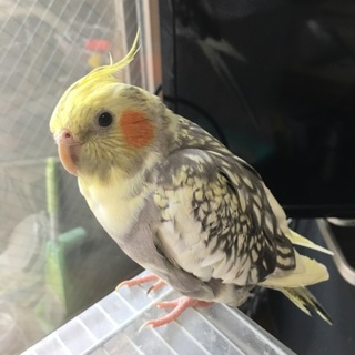 オカメインコ、可愛がってくださる方
