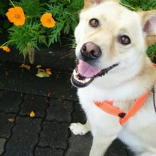 シータ：人が大好きで賢い女の子