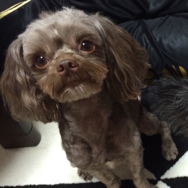 大至急 里親募集 奈良県 犬の里親募集 ペットのおうち 月間利用者150万人