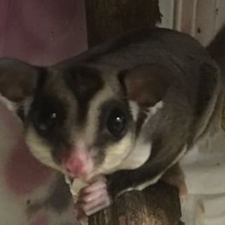 フクロモモンガ男の子　