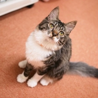 ふわふわ美人【美桜】