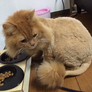 撫でられるのが大好きです