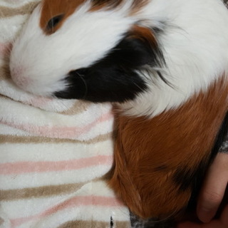 愛嬌のあるかわいい子