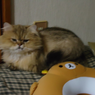 甘えん坊でしっかり者。