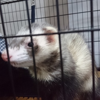 フェレットの里親募集です！