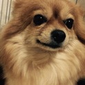 ポメチワMIX犬