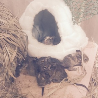 デグーマウスの赤ちゃんが産まれました！