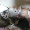 ◆生後2か月◆子猫（1匹）の里親さんを募集します