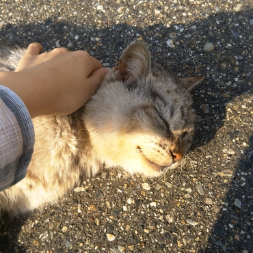 出かけた先のご近所にいた野良猫さん。外で日向ぼっこしてました