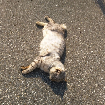 出かけた先のご近所にいた野良さん。残念ながら保護はできませんでした。