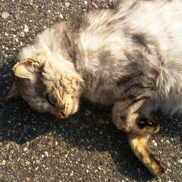 こんなに寛いでいる様子から、もしかしたら外飼いさんなのかもしれません…？