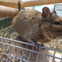 デグー メス ２歳４ヵ月 人懐っこい子です