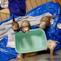 ぐり・ぐら・ぐる・ぐみ・ぐに