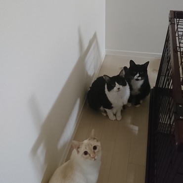 家に帰ってきたら３匹が薄暗い部屋で会合をしていた。ないしょ話？なんの相談でしょうか…？