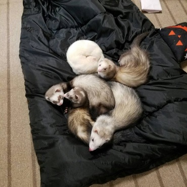 ５匹勢ぞろい。全員そろって綺麗に写真ってなかなか撮れない！