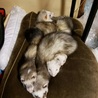 ５匹勢ぞろい、その２　みんなくっついて寝るのが好き