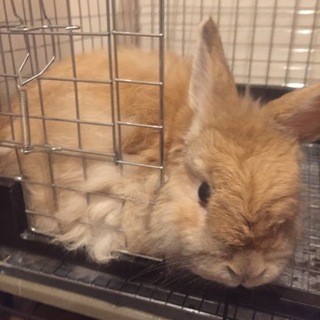 ジャージーウーリーの女の子です