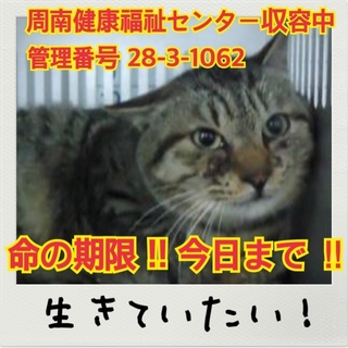 今日が命の期限！まだ生きていたい！この子を助けて！