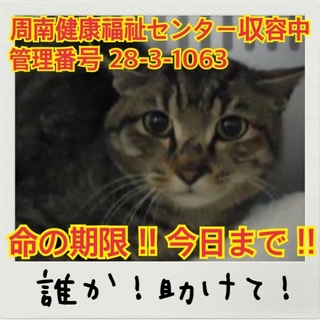 【今日までの命】！緊急！誰か助けてください！