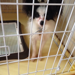 緊急募集します。